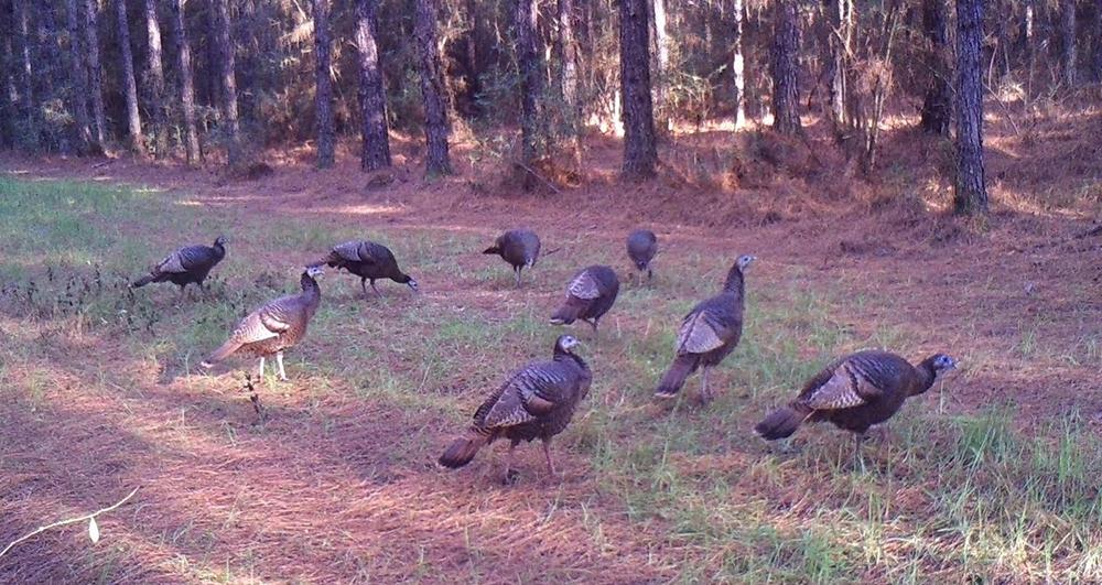 A flock of turkeys grazing