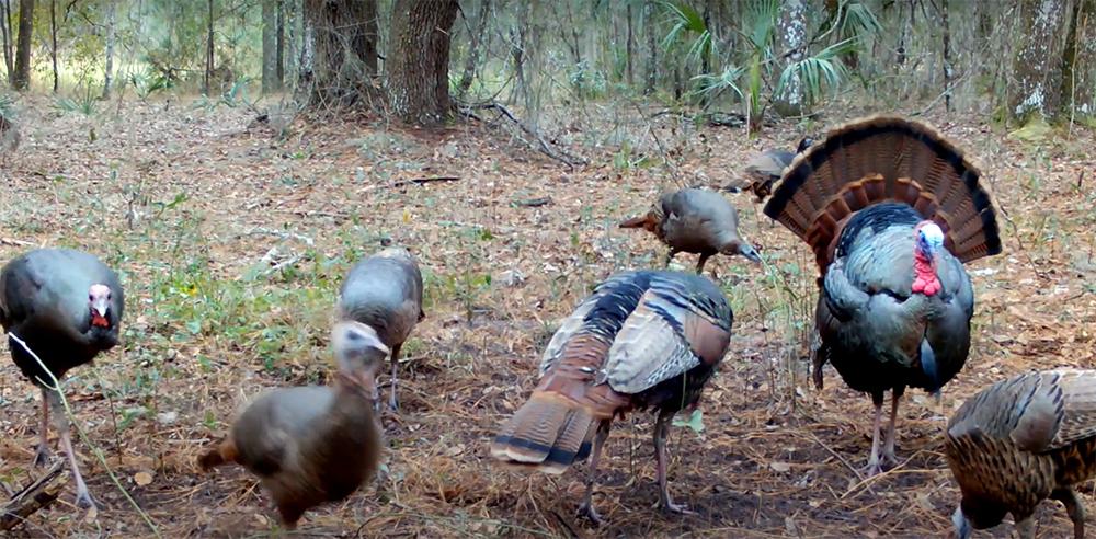 A flock of turkeys grazing