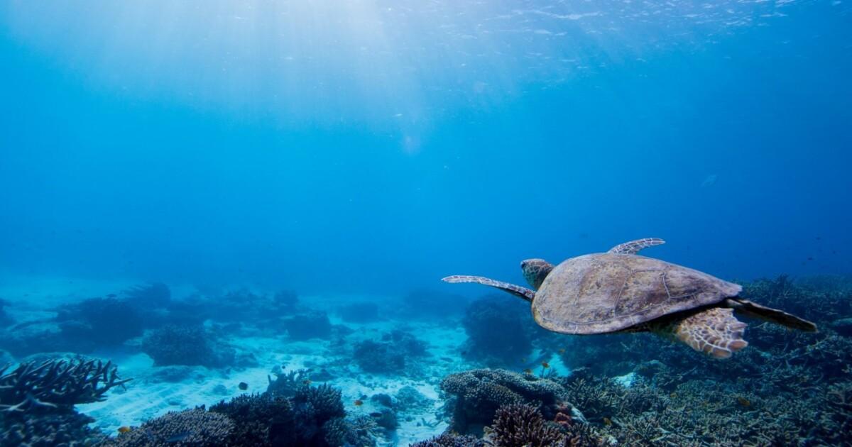 Turtle swimming in the ocean 