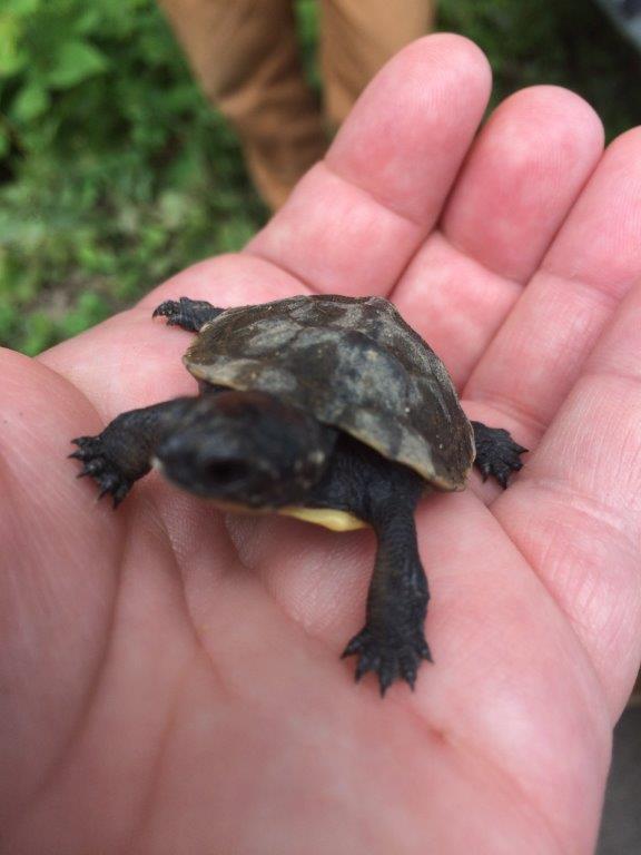 A hand holding a baby turtle