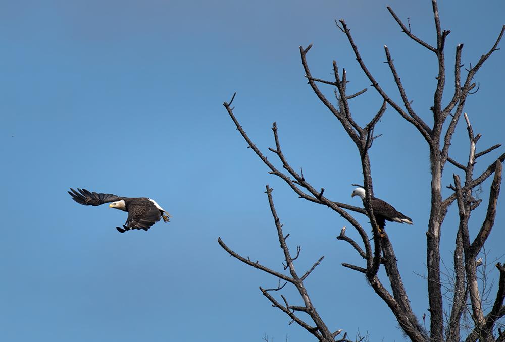 Two bald eagles, one in flight, one perched in a leaf-less tree.