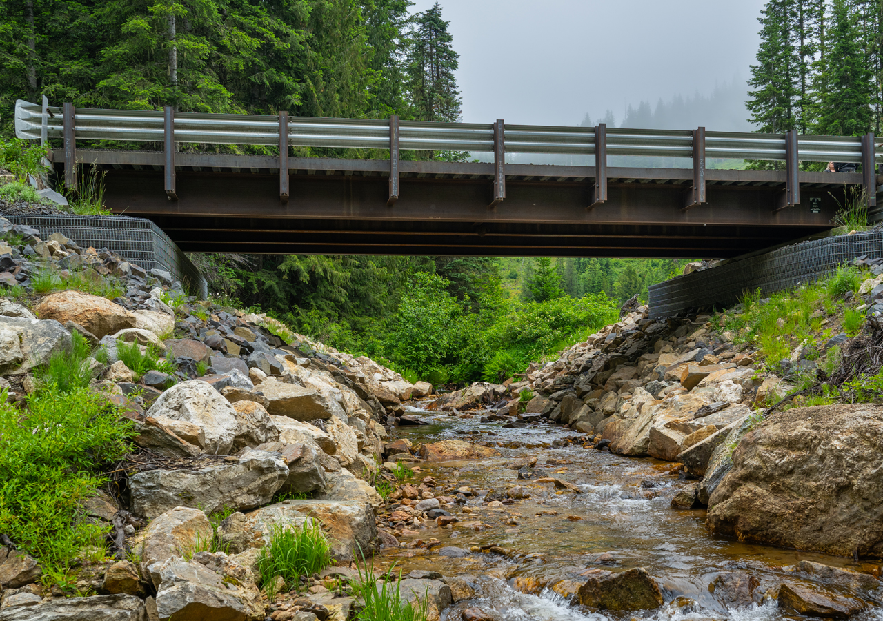 bridge in the forest