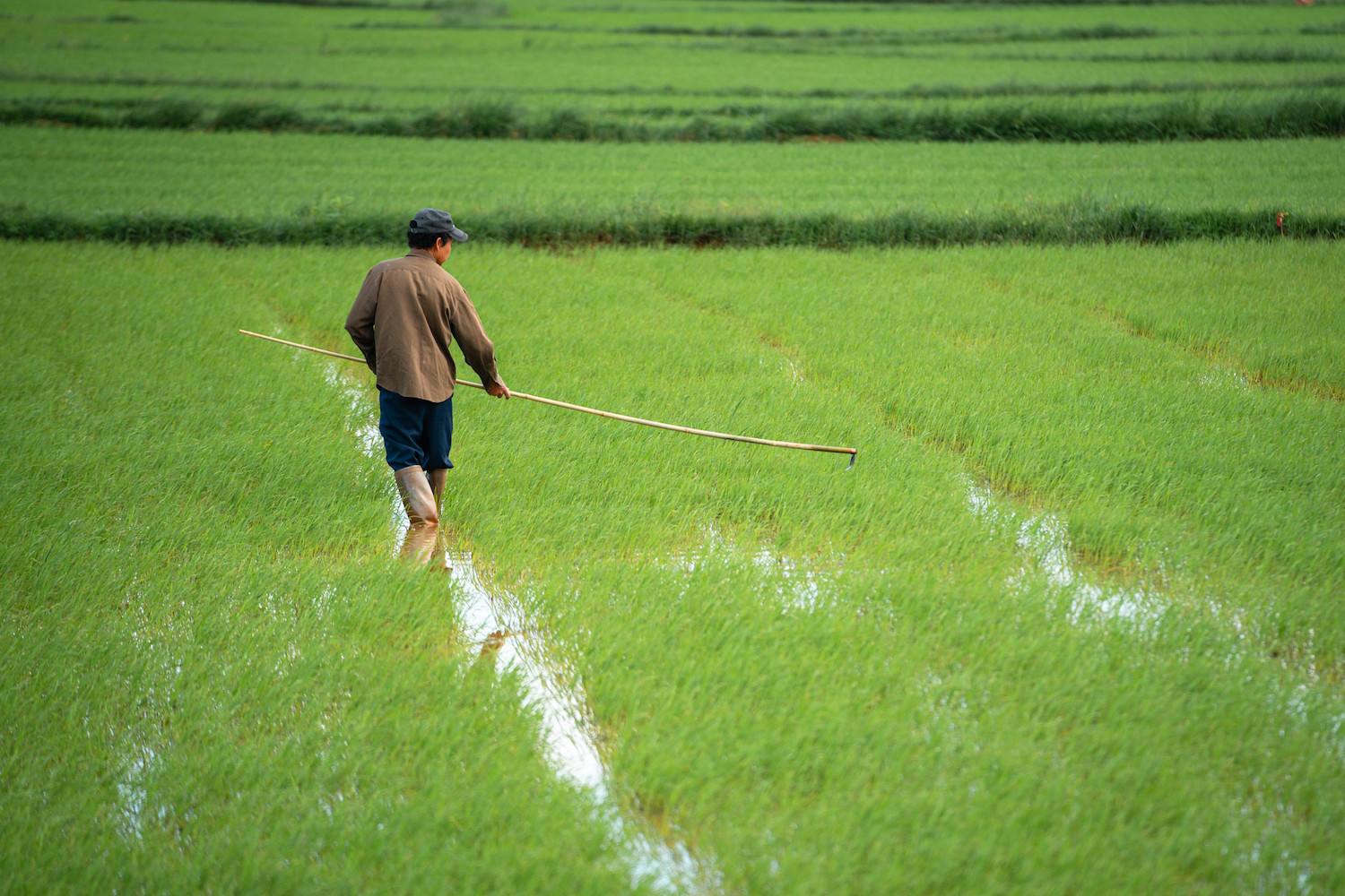 vietnamese rice farmer  - sustainable rice farming