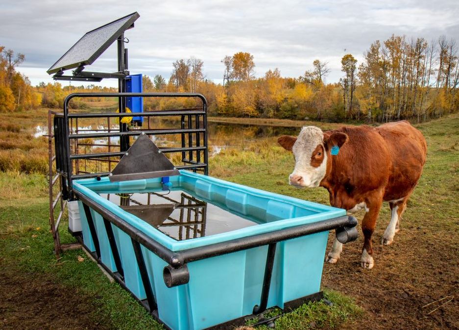 Cow next to watering system