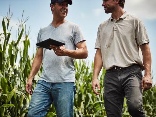 Two people in a field of crops, one with a tablet.