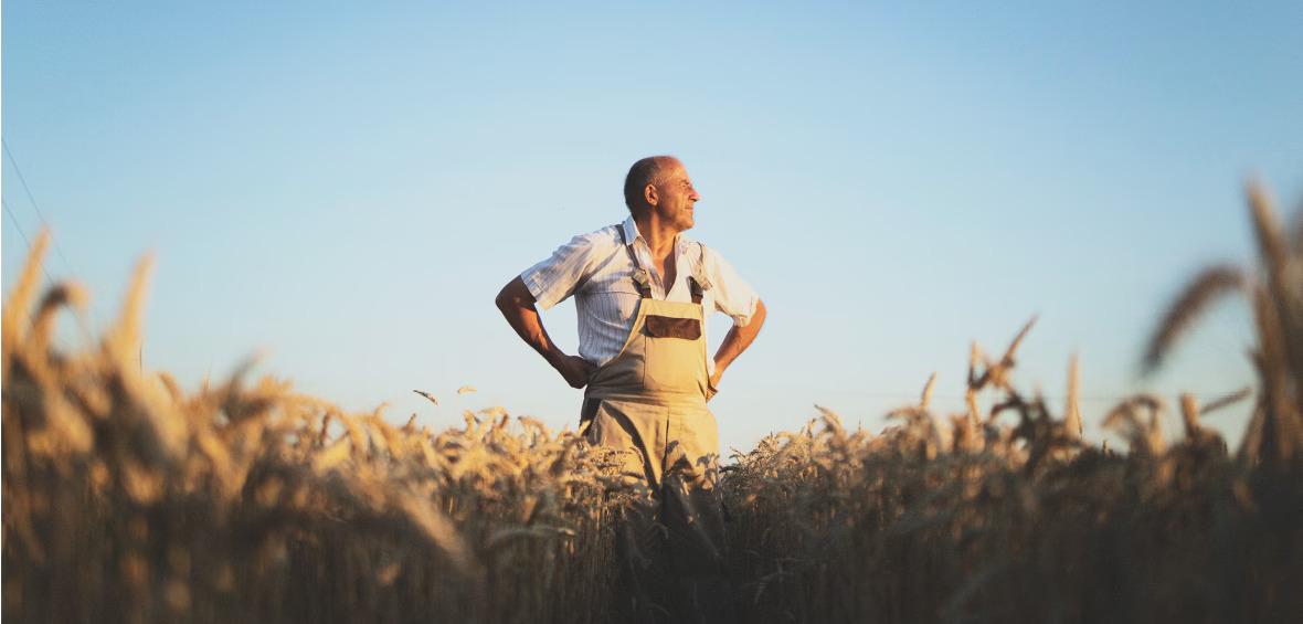 A person with hands on hips looking over a field of wheat.