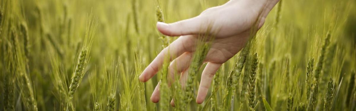 A hand running through a field of wheat.