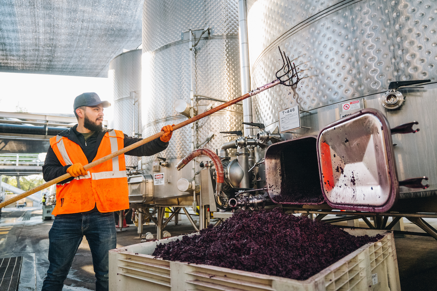 wine grapes are processed at Beaulieu Vineyard