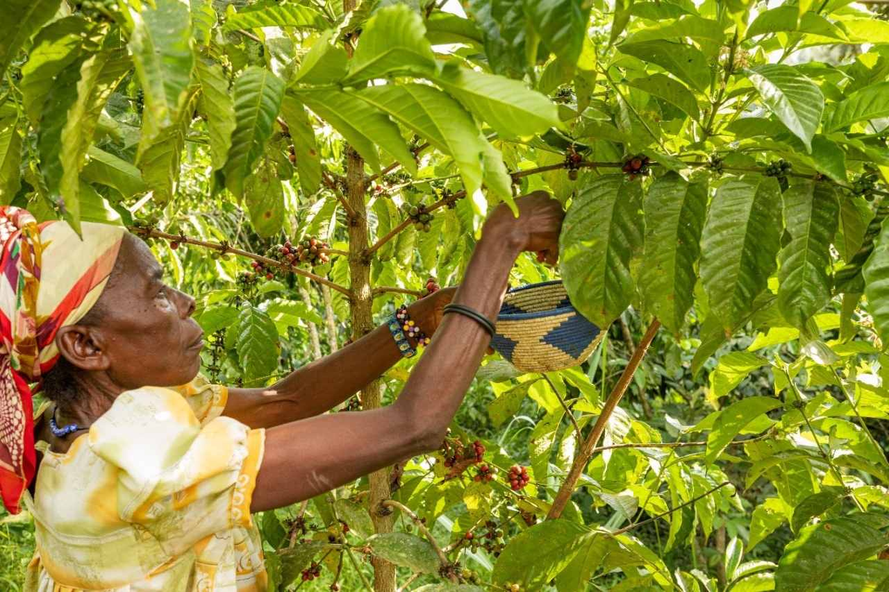 woman harvesting coffee beans