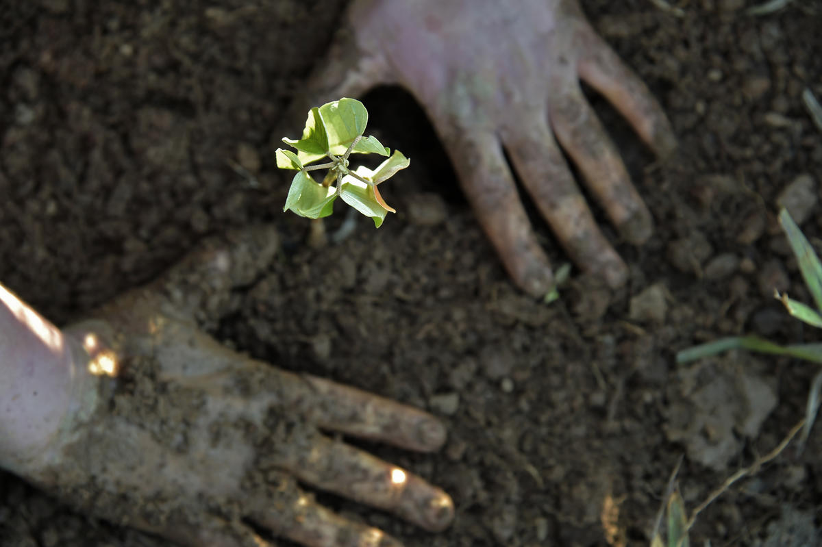 A worker at Bela Vista Farm in Socorro, São Paulo state, Brazil, tends to the soil. Image credit: Adriano Gambarini / WWF-US 