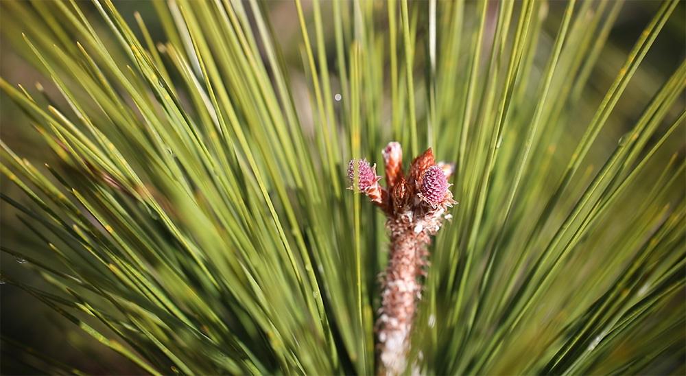 How Pinecones from Rayonier's Best Trees Become Forests