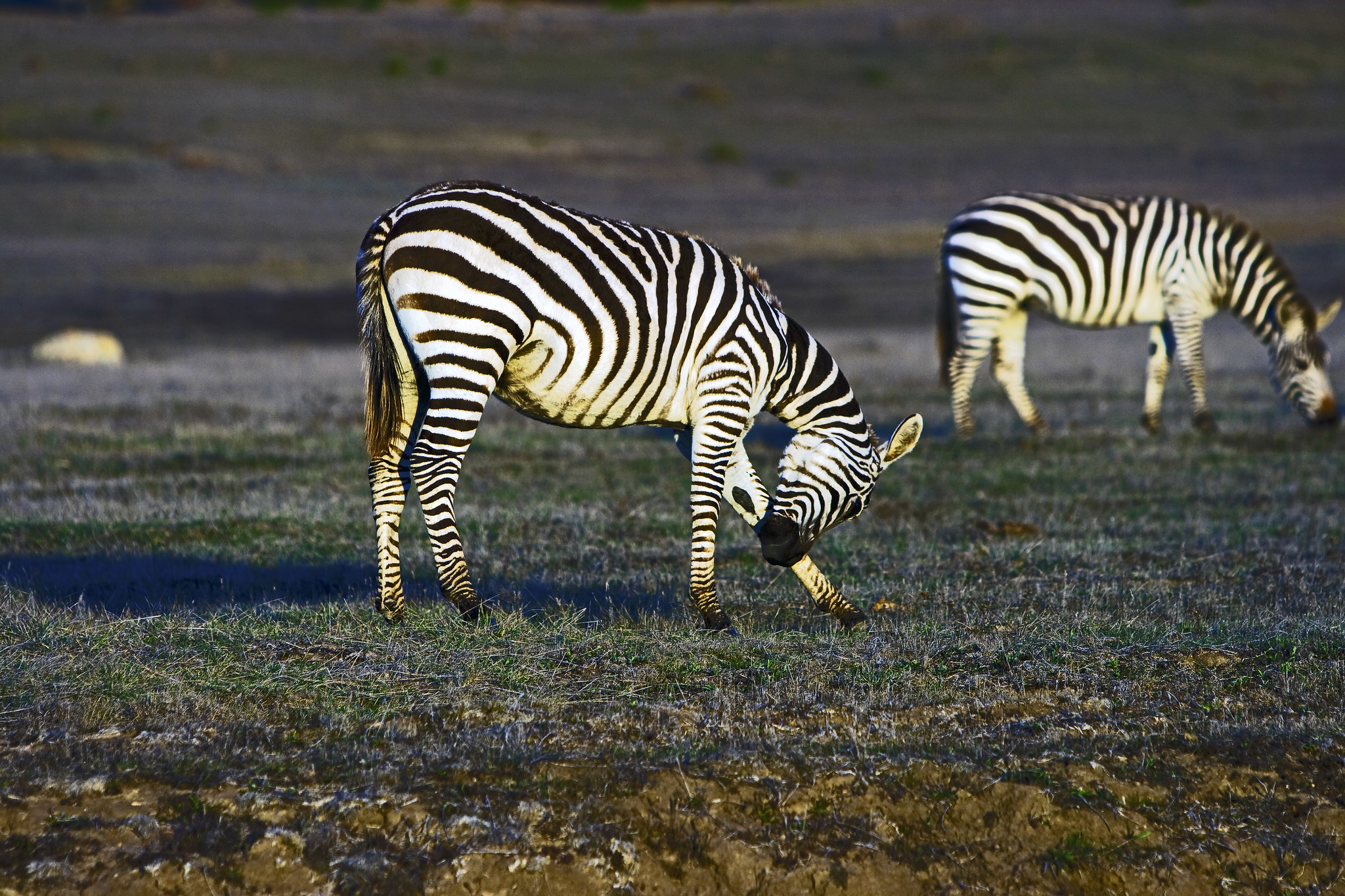 Zebras roaming near San Simeon, CA