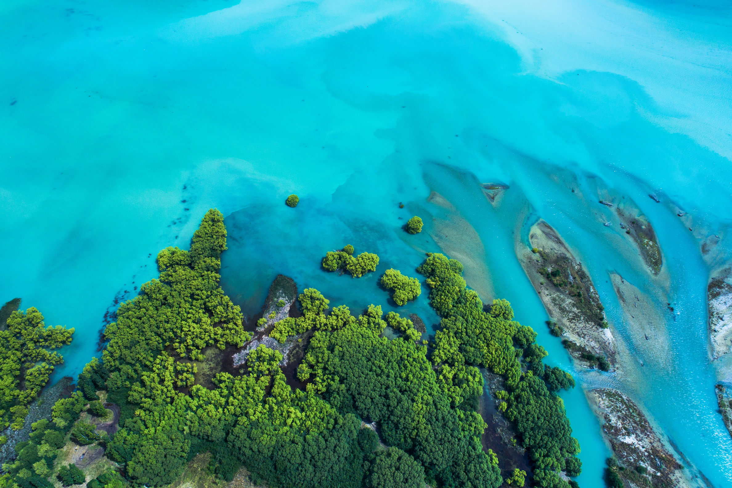 Forest and ocean