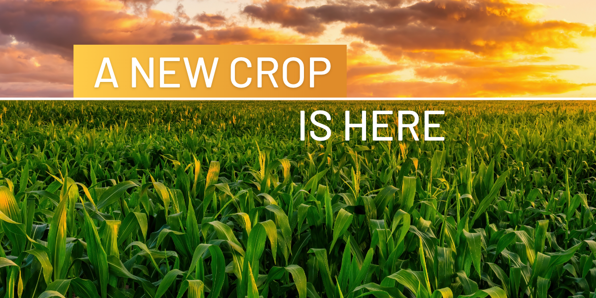 Image of cornfield reads: A new crop is here