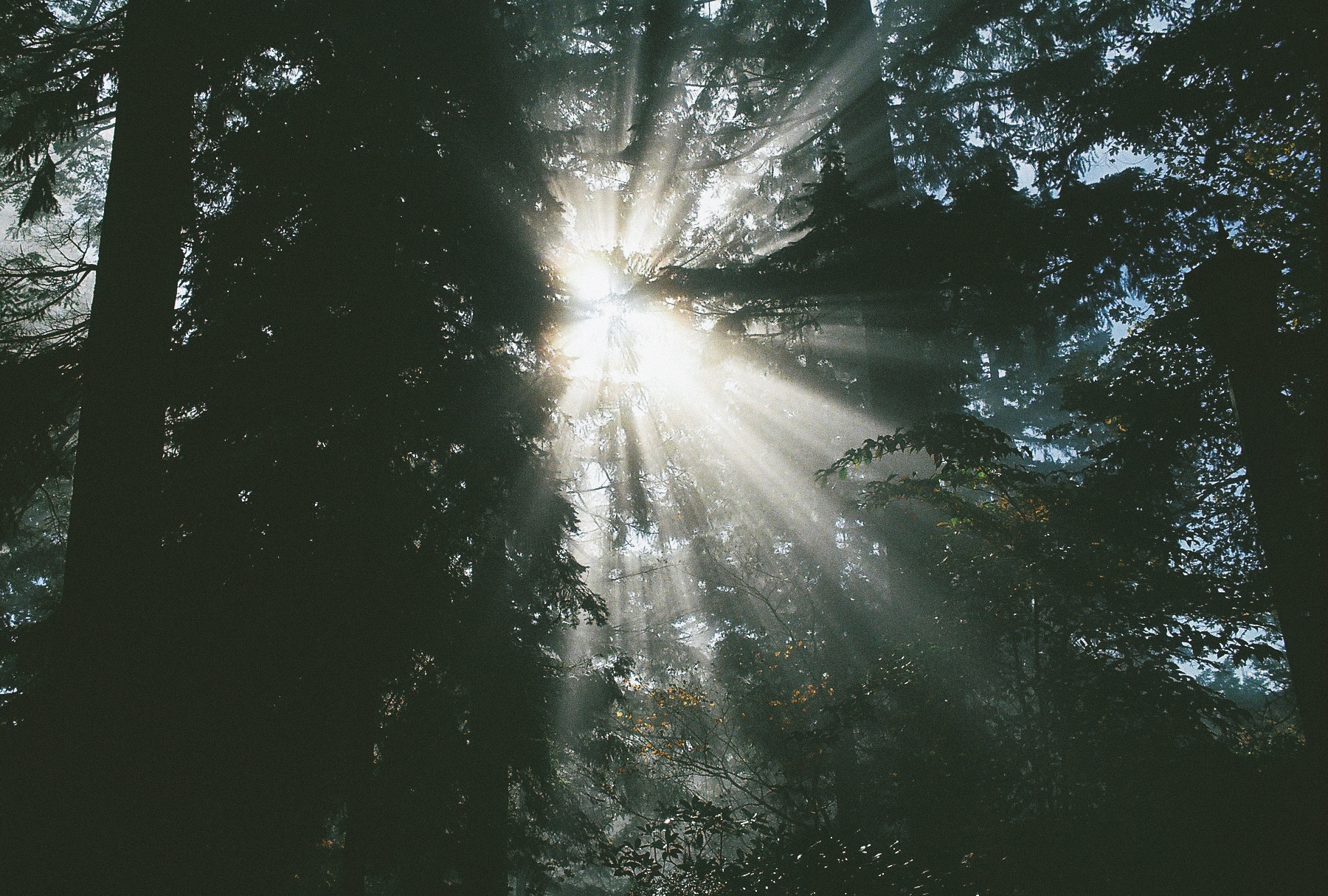 Forest