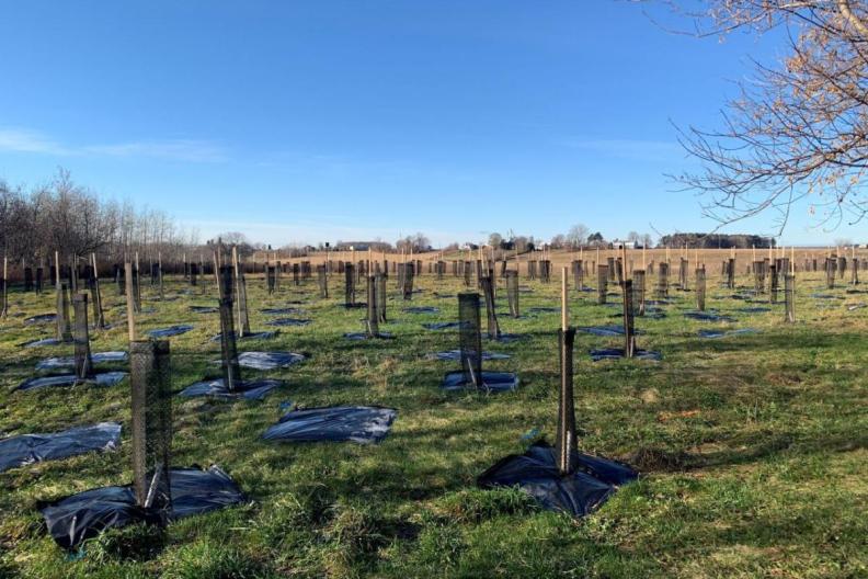 Tree planting project (2022) in ALUS Monteregie community, Quebec, Canada. (photo: courtesy of ALUS) 