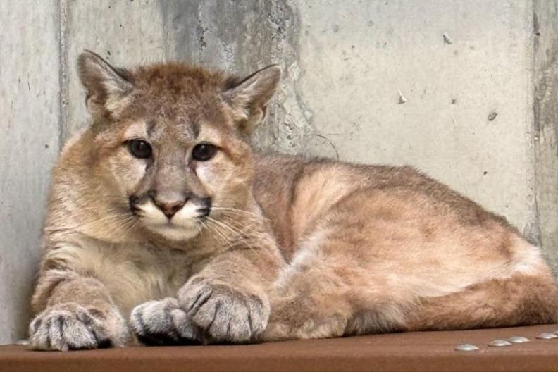 Cougar cub 