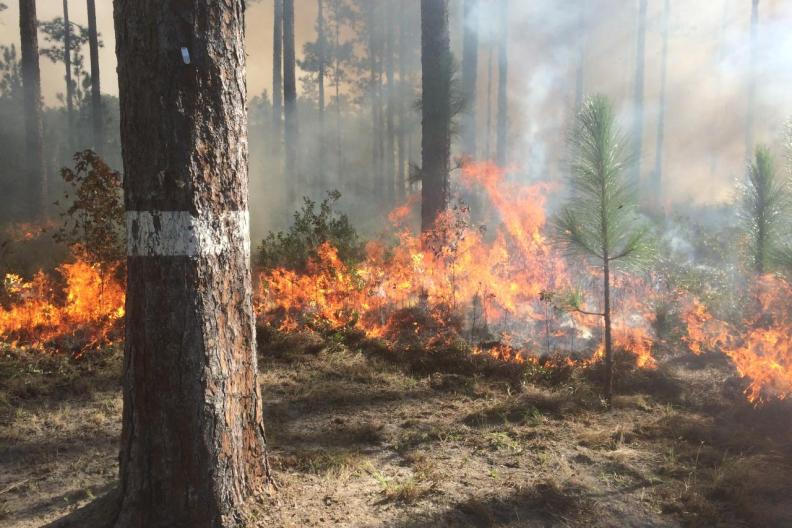 Tree in a burning forest 