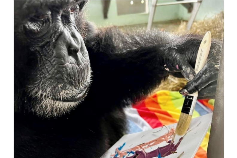 A chimp painting with a brush. 