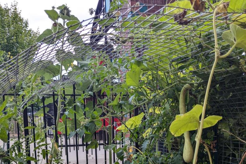 Garden with a trellis overhead and hanging greenery 