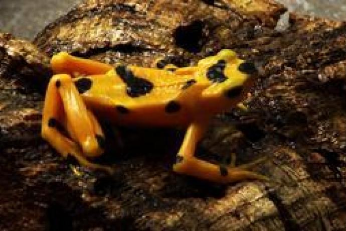 CSRWire - VIDEO: 2008 Year of the Frog Fights Against Amphibian Extinction  Crisis