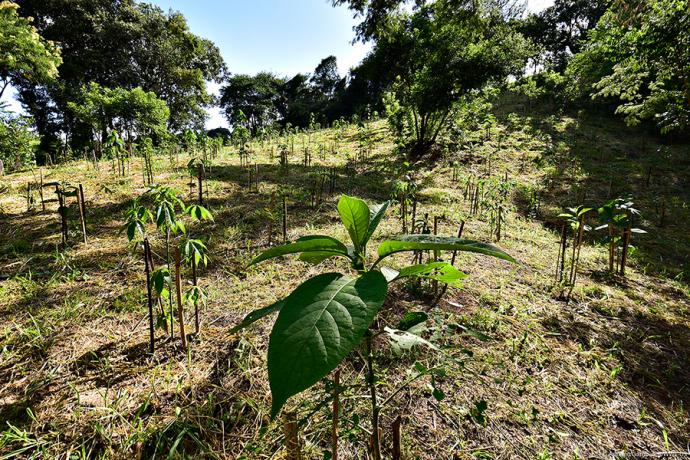 CSRWire - Returning the Atlantic Forest to Its Wild Roots with WWF