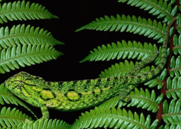 leaves with a camouflaged animal