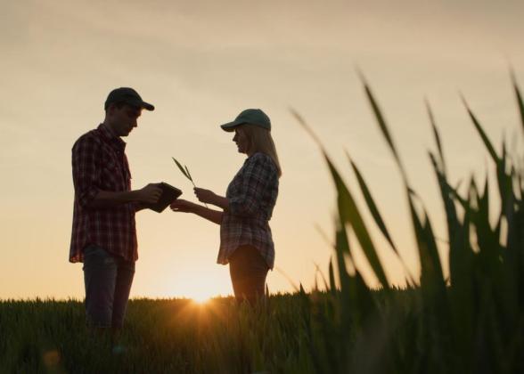 Two people in a wheat field as the sun sets