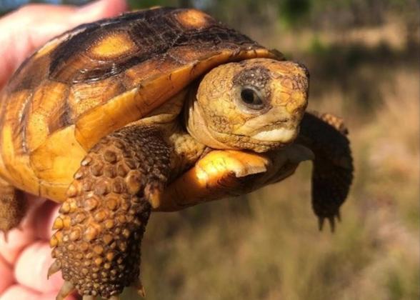 Gopher Tortoise