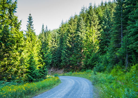Idaho forest road