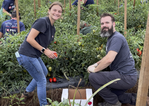Group picking tomatoes