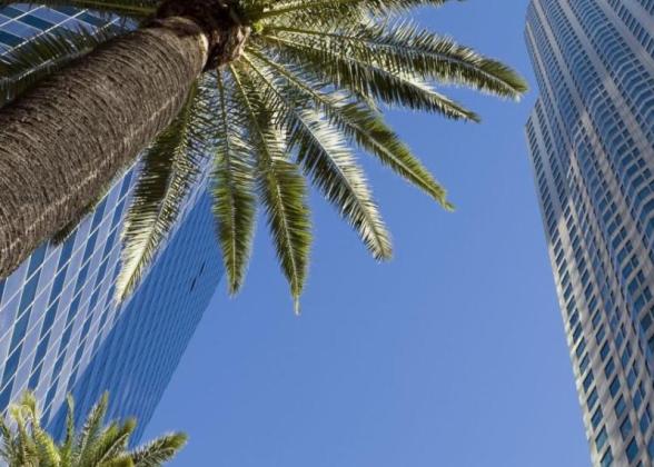 Towering buildings and palm trees