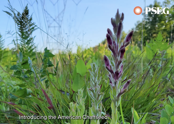 American Chaffseed