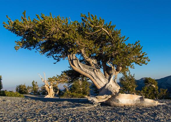 Leaning tree in the desert