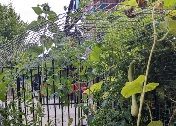 Garden with a trellis overhead and hanging greenery