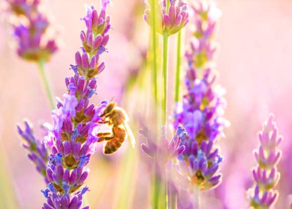bee on tall purple flowers