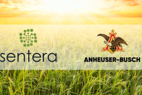 Sentera and Anheuser-Busch Partner to Help Rice Growers Enhance Their Fertilizer Programs and Sustainability Efforts With Predictive Modeling Image