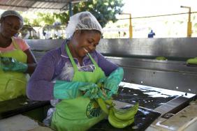 Fairtrade Commits to a Better Future for Thousands of Banana Farmers  Image