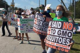 Coalition Against GMO Mosquitoes Launches New Website and Sends Letter to Biden Image
