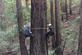 Research From Save the Redwoods League and Humboldt State University Confirms Significant Role of Redwood Forests in California’s Climate Fight Image