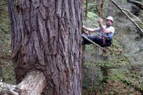 Can One Man Save the Vanishing Hemlock? Image.