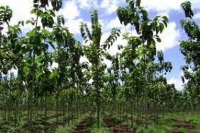 Ecoforests: Timberland Investment Capital Flows Into Latin American Image.