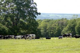 Organic Valley and Byrne Dairy Team up with NYALT to Protect Farmland in New York State Image.