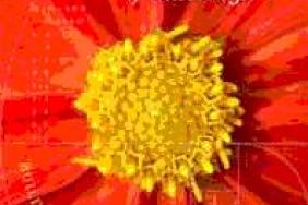 Practical solutions for building economies of well-being based on "Genuine Wealth" Image.