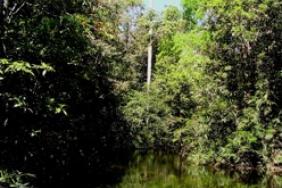 Marriott and Brazilian State of Amazonas Partner to Protect Rainforest Image.