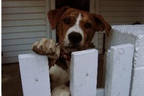 Facing Foreclosure? Protect Pets With Tips From the American Humane Association Image.
