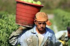 Student/Farmworker Alliance Launches National "Dine With Dignity" Campaign Urging Aramark, Compass, Sodexo to Address Human Rights Crisis in Florida Agriculture Image.