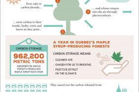 Ecosystem Benefits of Maple Syrup from Quebec: $844M of Motivation on Your Breakfast Table Image.
