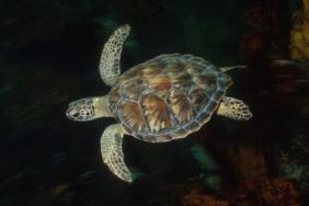 SeaWorld and Busch Gardens Grant More Than $1 Million to Help Protect Animals in Need Image.