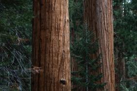 Restoring California Forests - Arhaus + American Forests Image